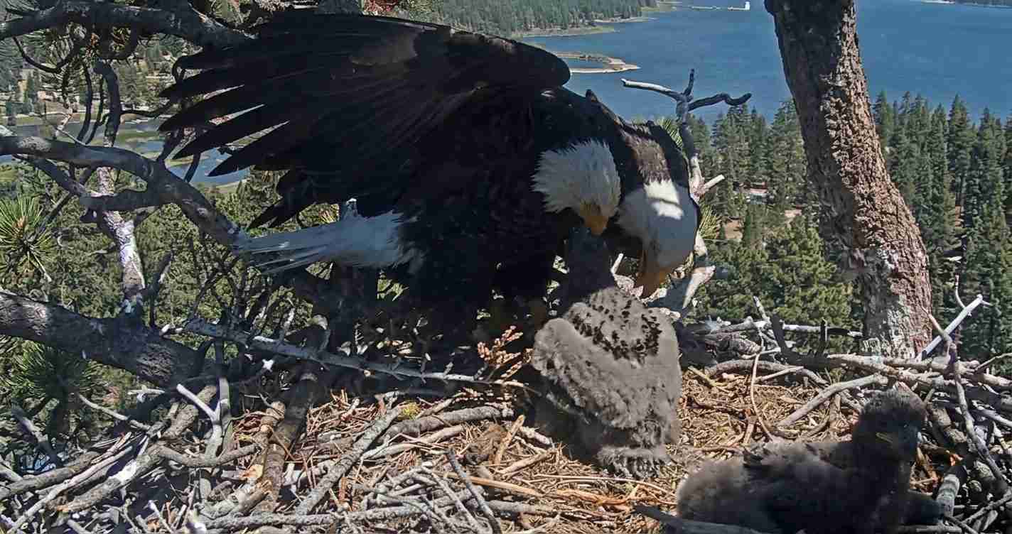 Bald eagle with two eaglets in a large nest built among tree branches, overlooking a forested lake landscape below.