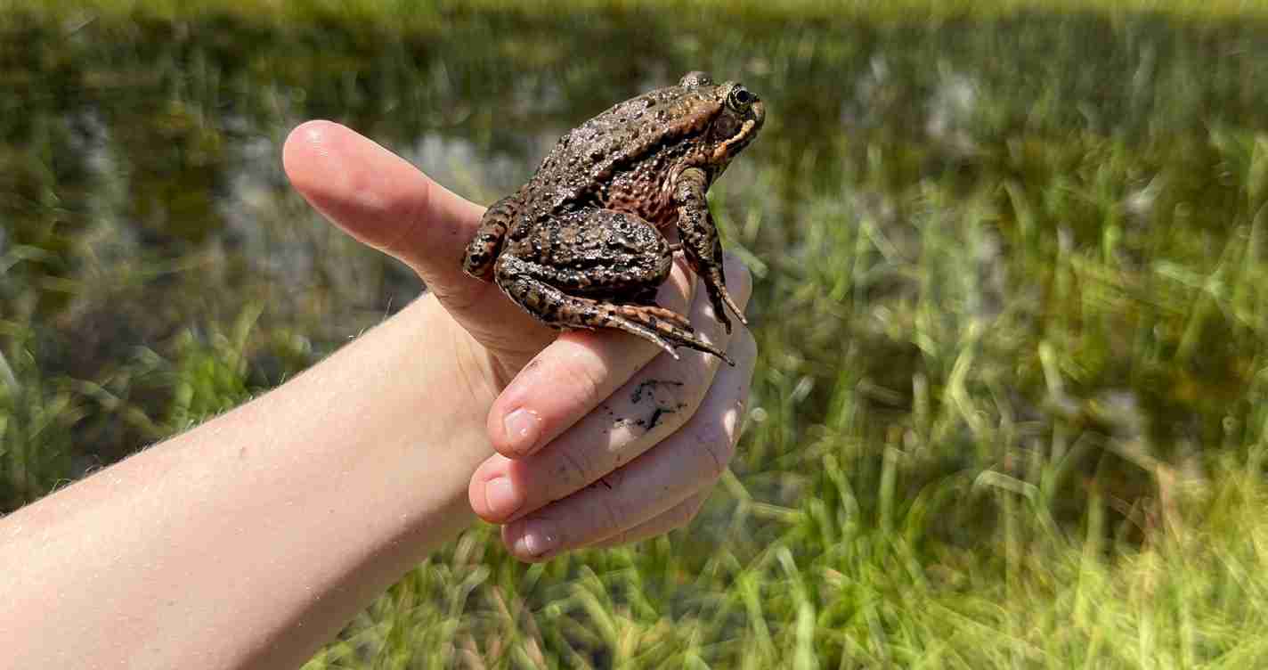 Small brown toad with warty skin perched on a hand beside a grassy pond outdoors.