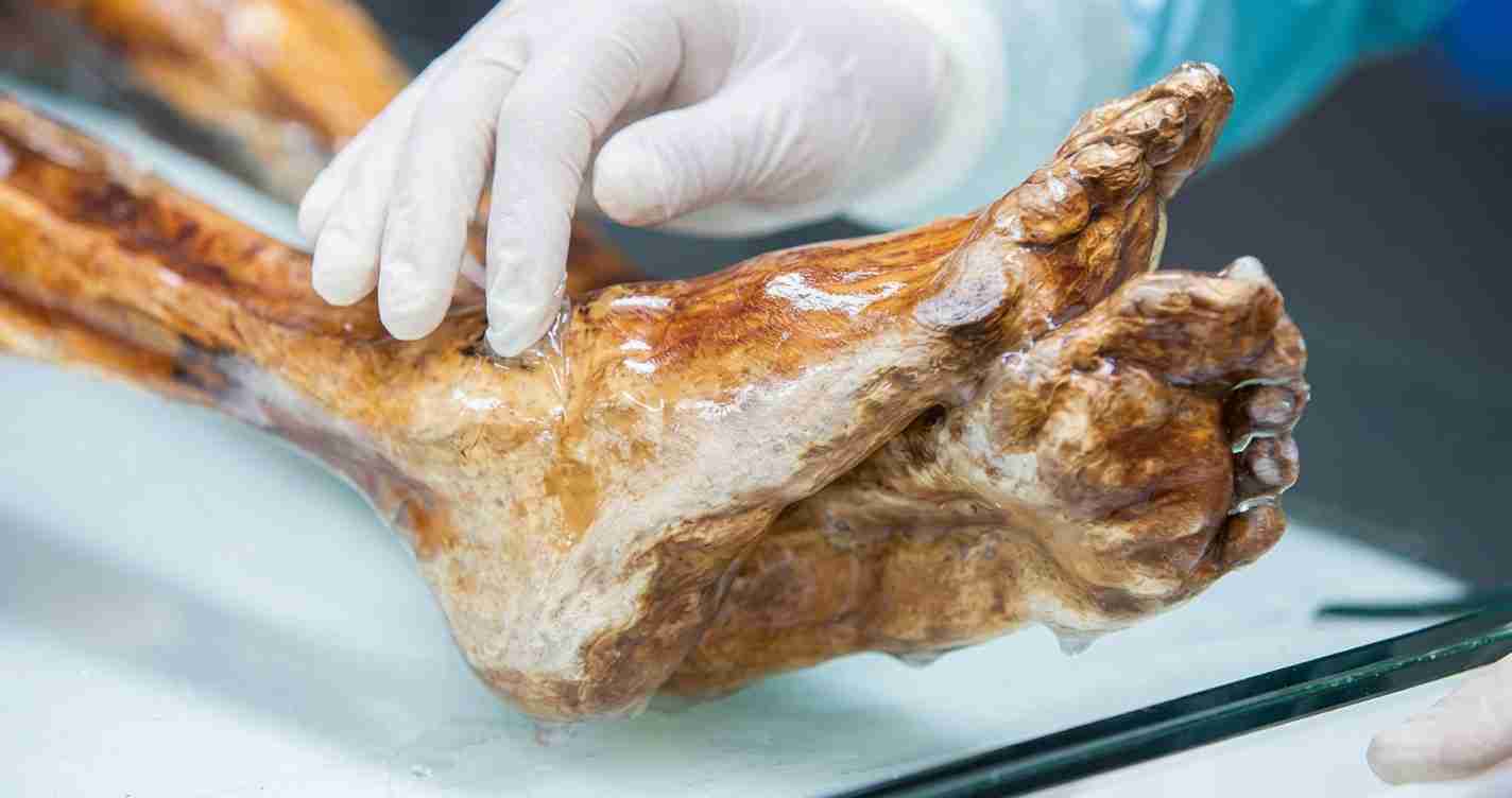 Gloved hand touching a large raw animal leg laid on a tray in a butcher setting.
