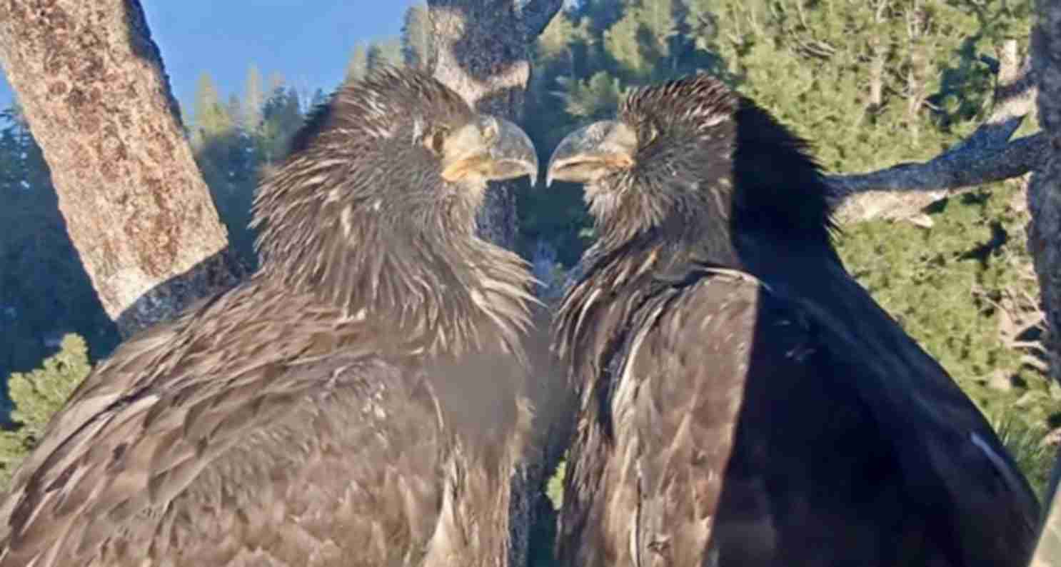 Two eagles perched on a branch face-to-face with beaks almost touching in a forested mountain setting.