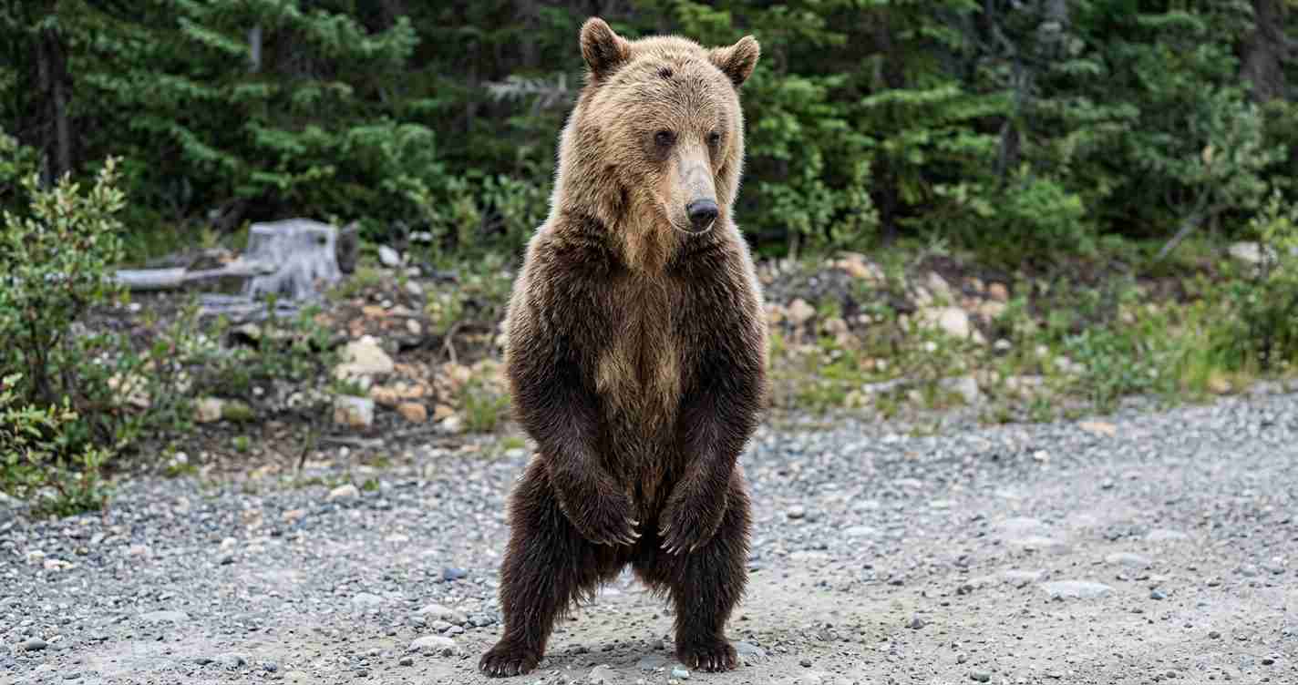 Brown bear standing upright on a rocky path in a forest clearing and looking ahead.
