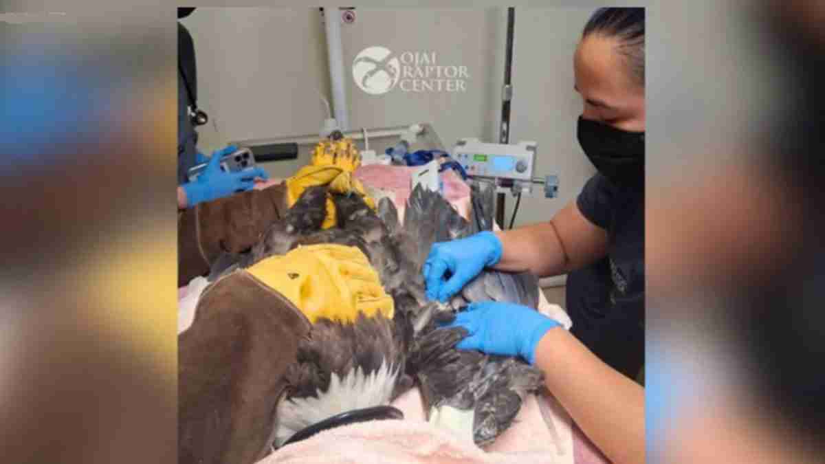 Veterinary team with blue gloves treats a large injured raptor on a pink blanket at a wildlife center.